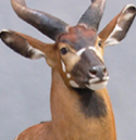 bongo
